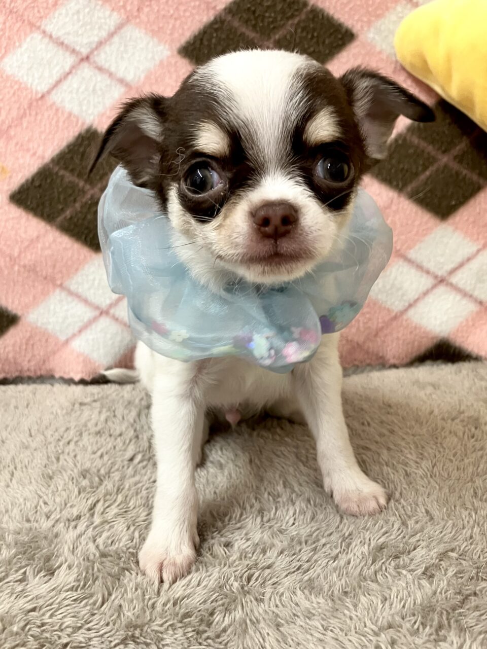 チワワ