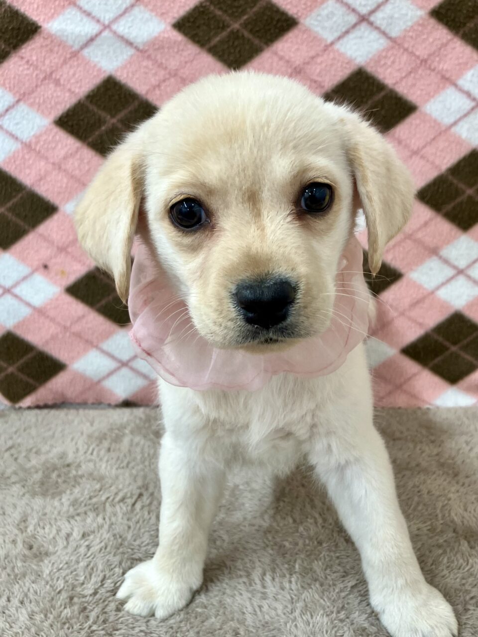 ラブラドール