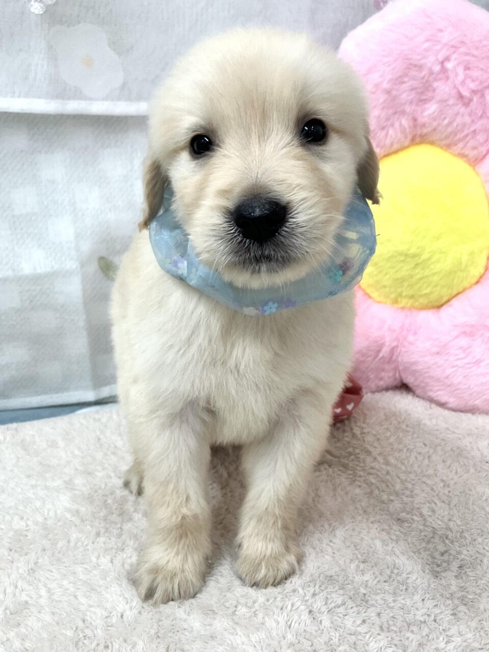 ゴールデン
