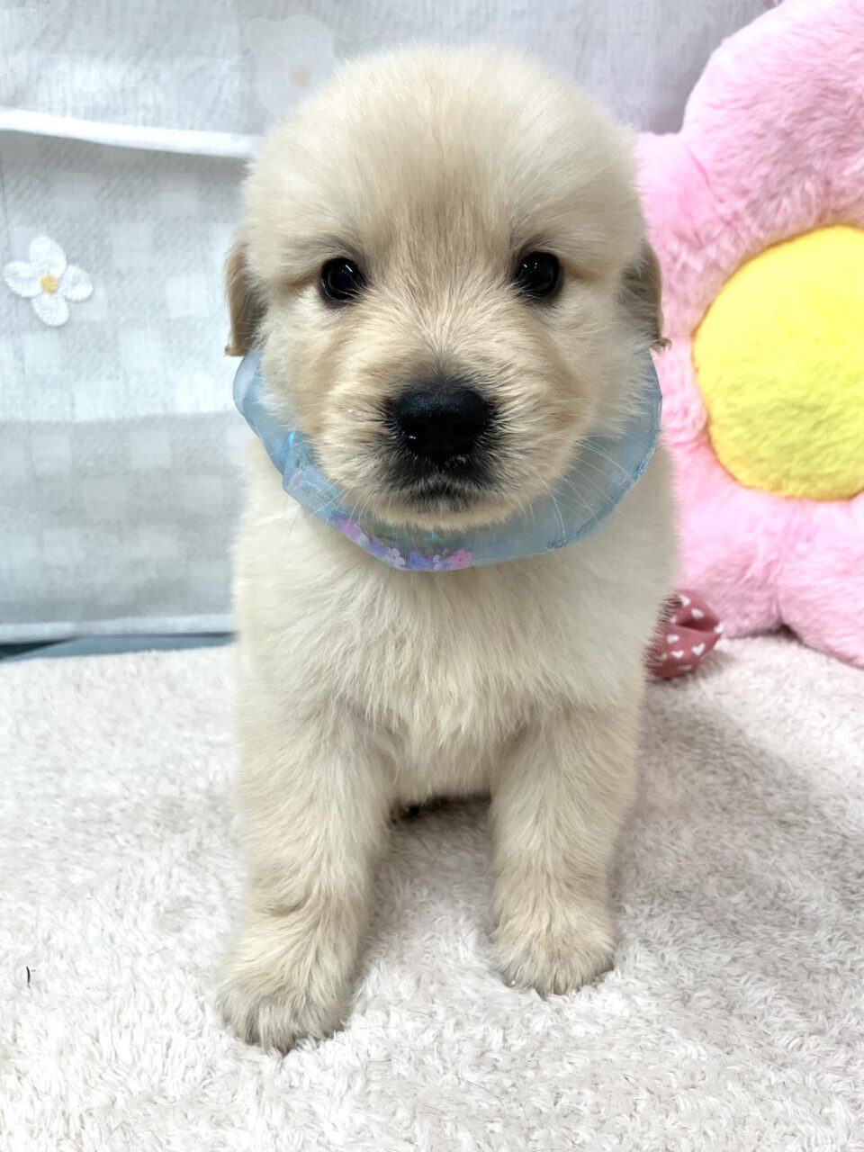 ゴールデン