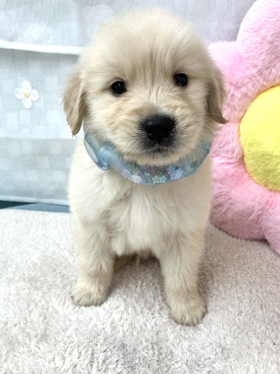 ゴールデン