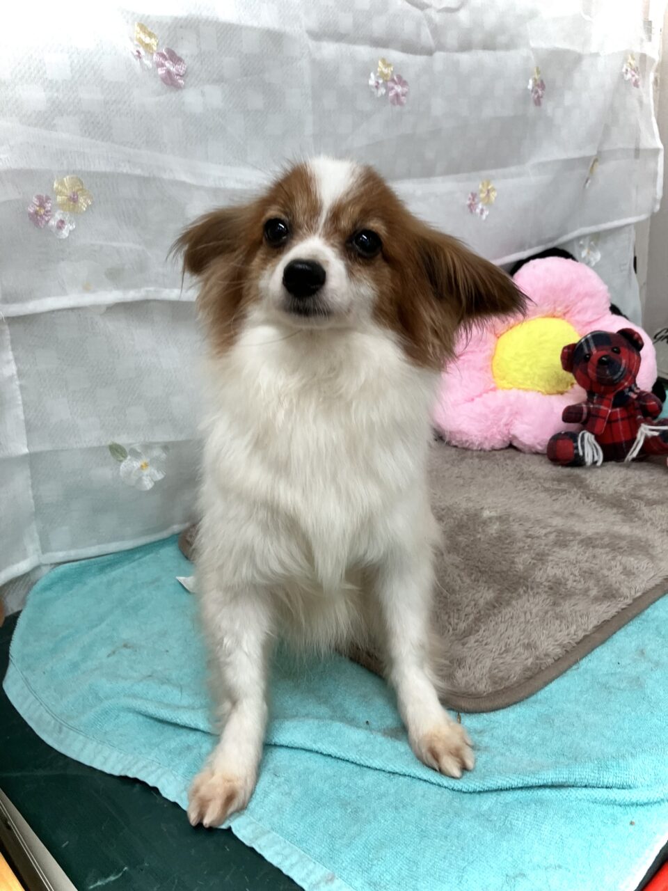 パピヨン
