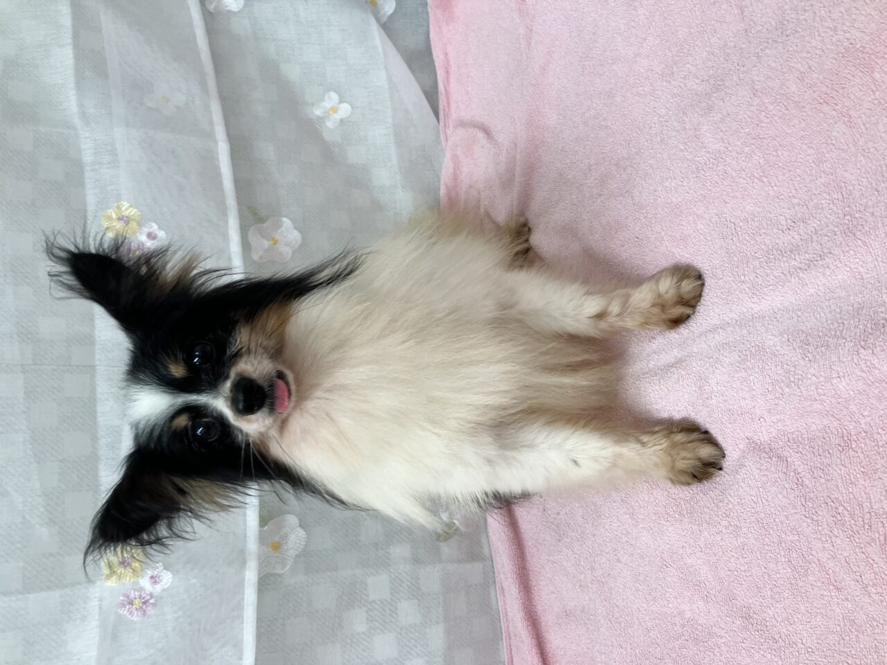 パピヨン