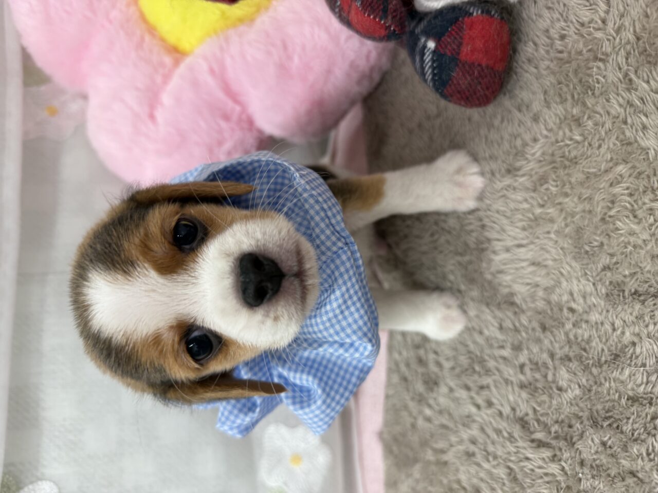 ビーグル