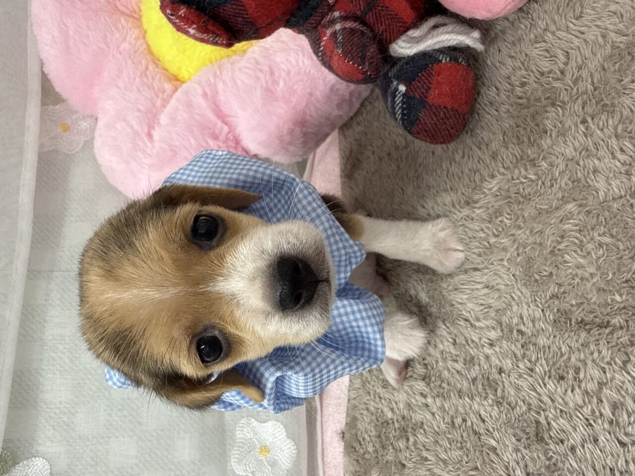 ビーグル