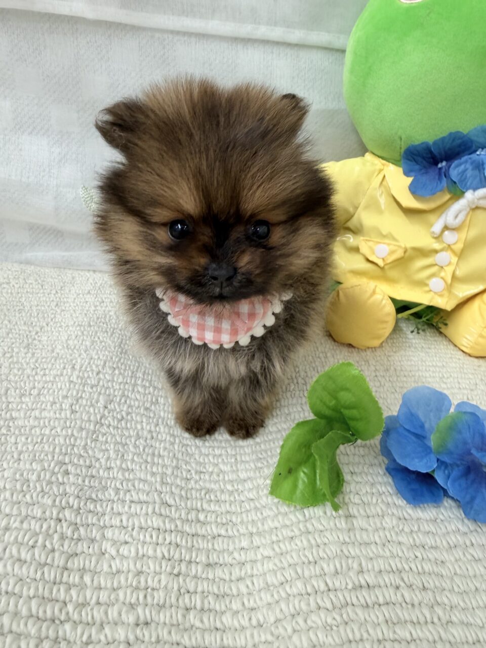 ポメラニアン