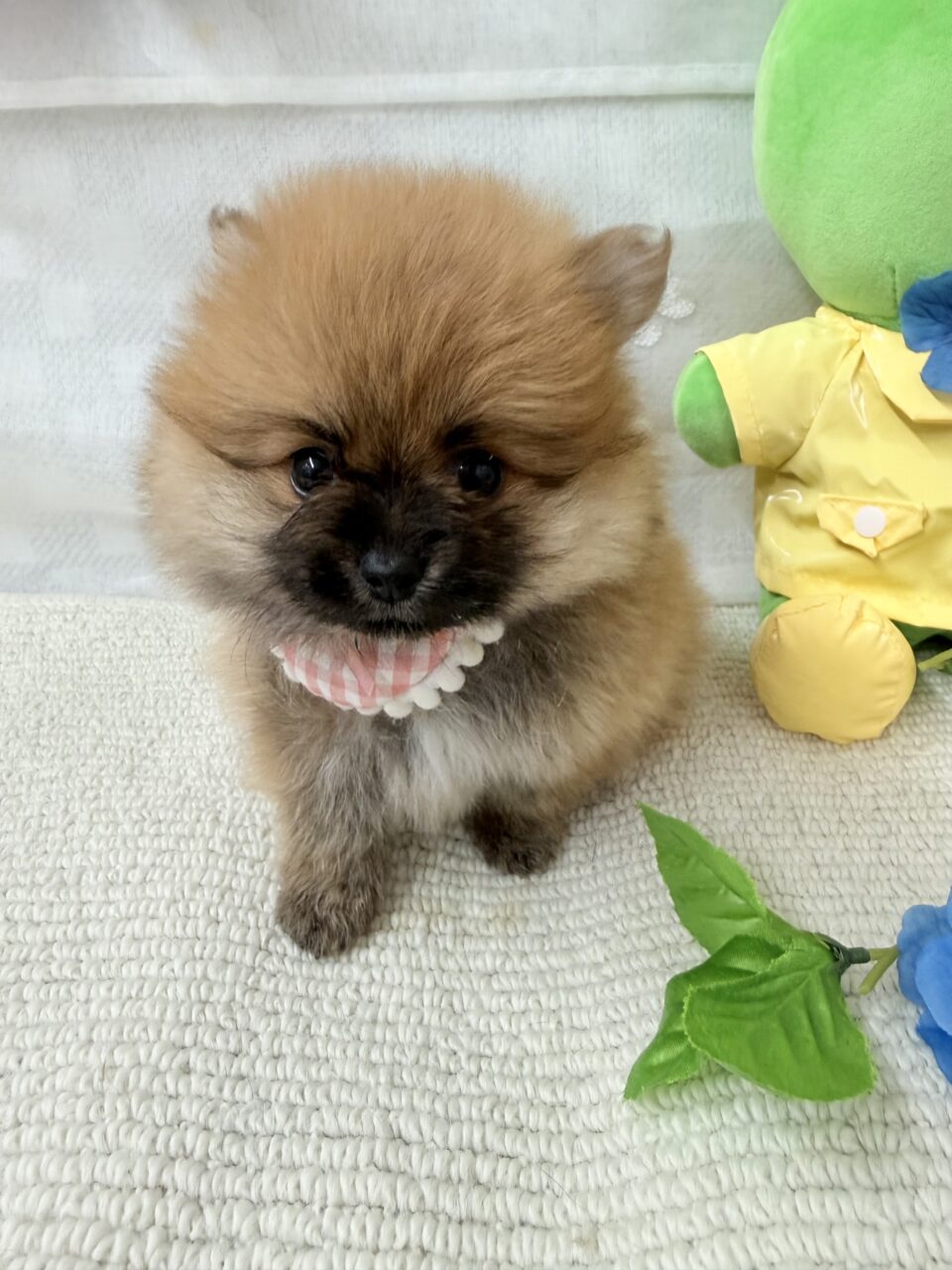 ポメラニアン