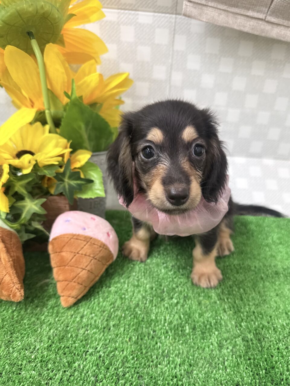 Ｍ・ダックス