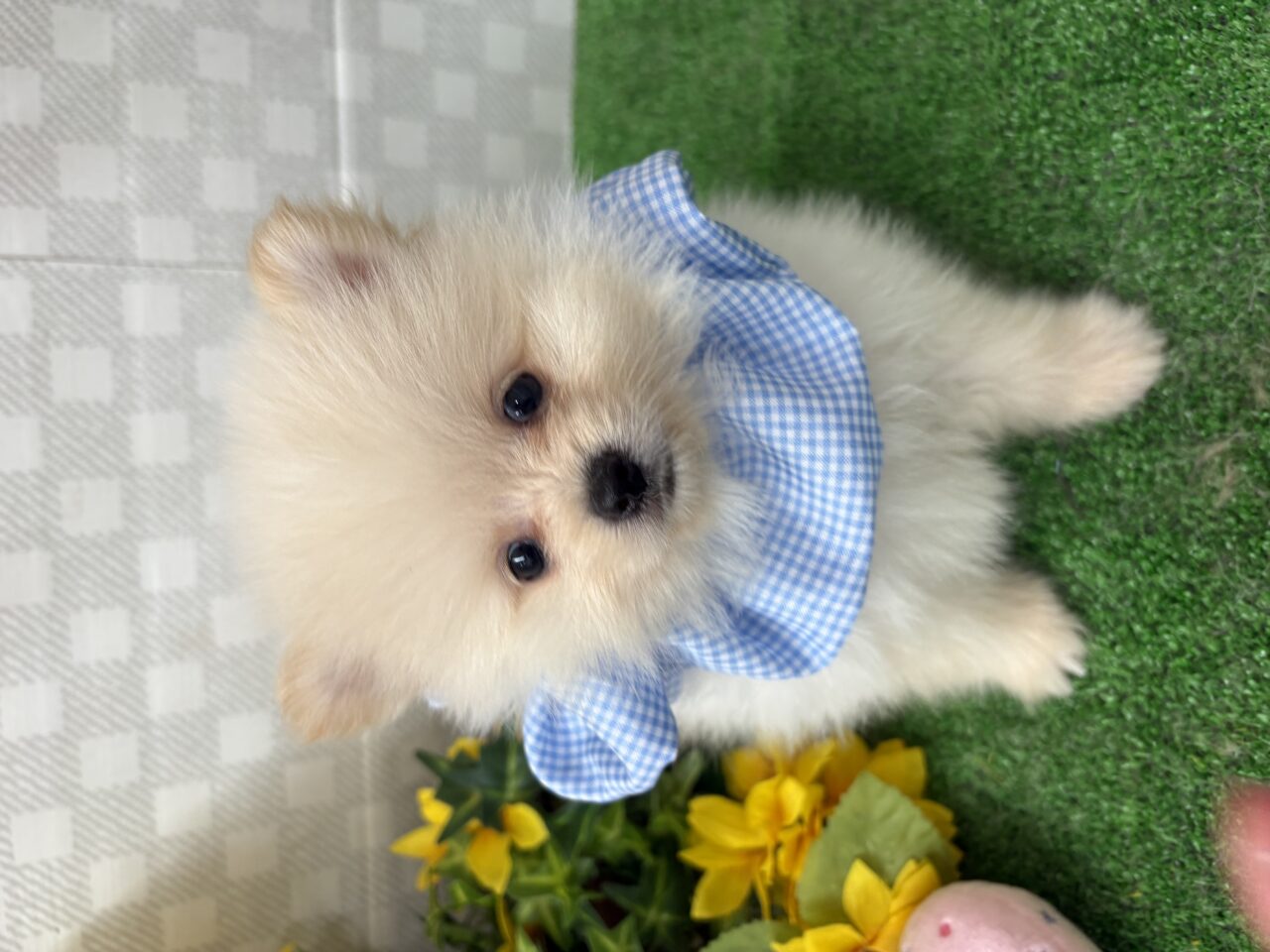 ポメラニアン