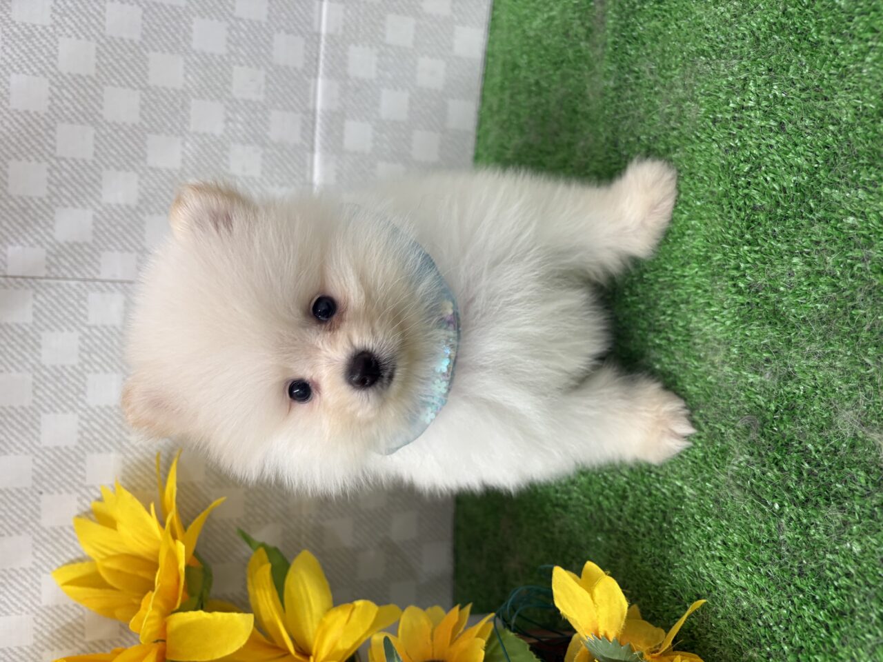 ポメラニアン