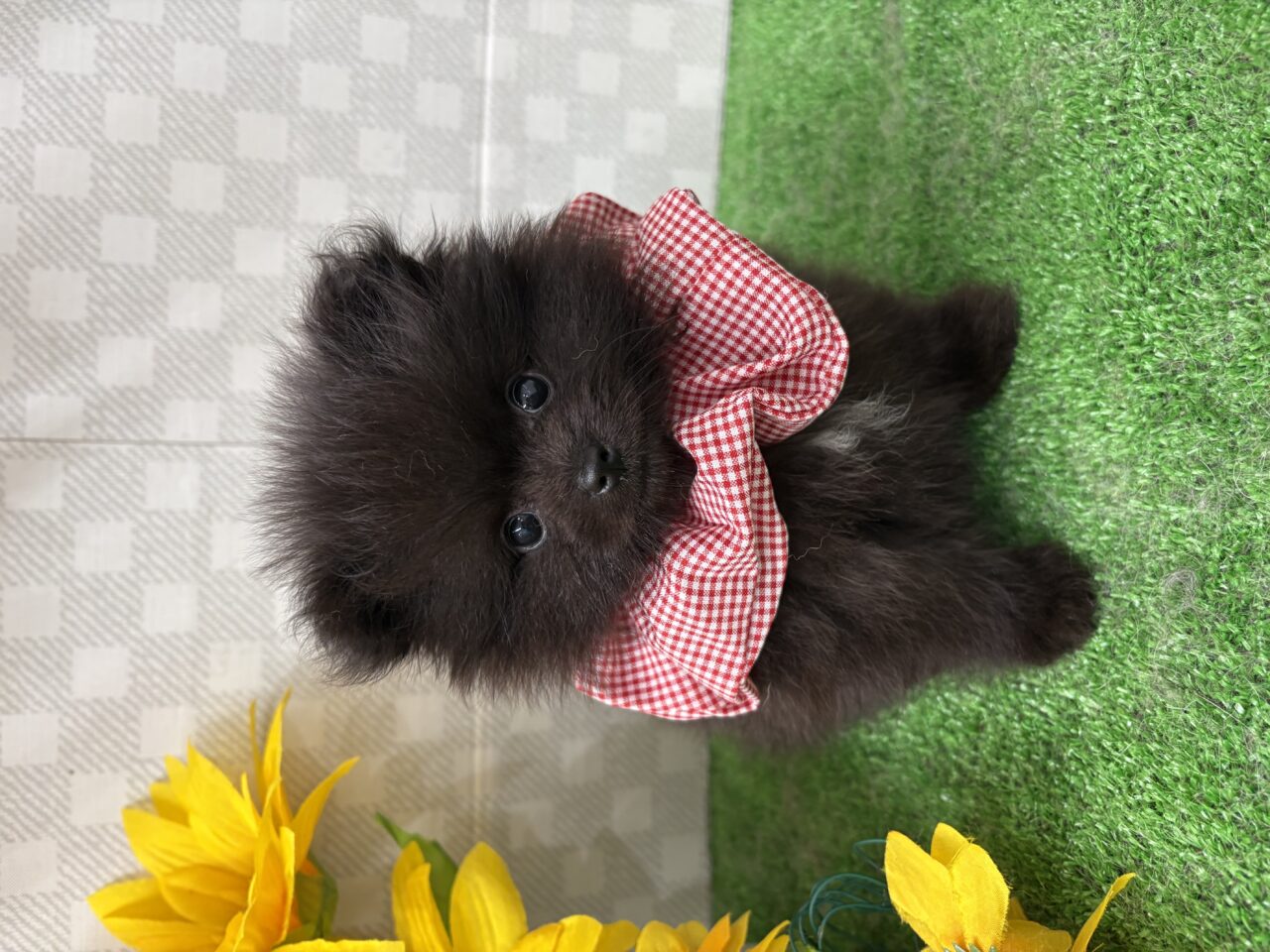 ポメラニアン