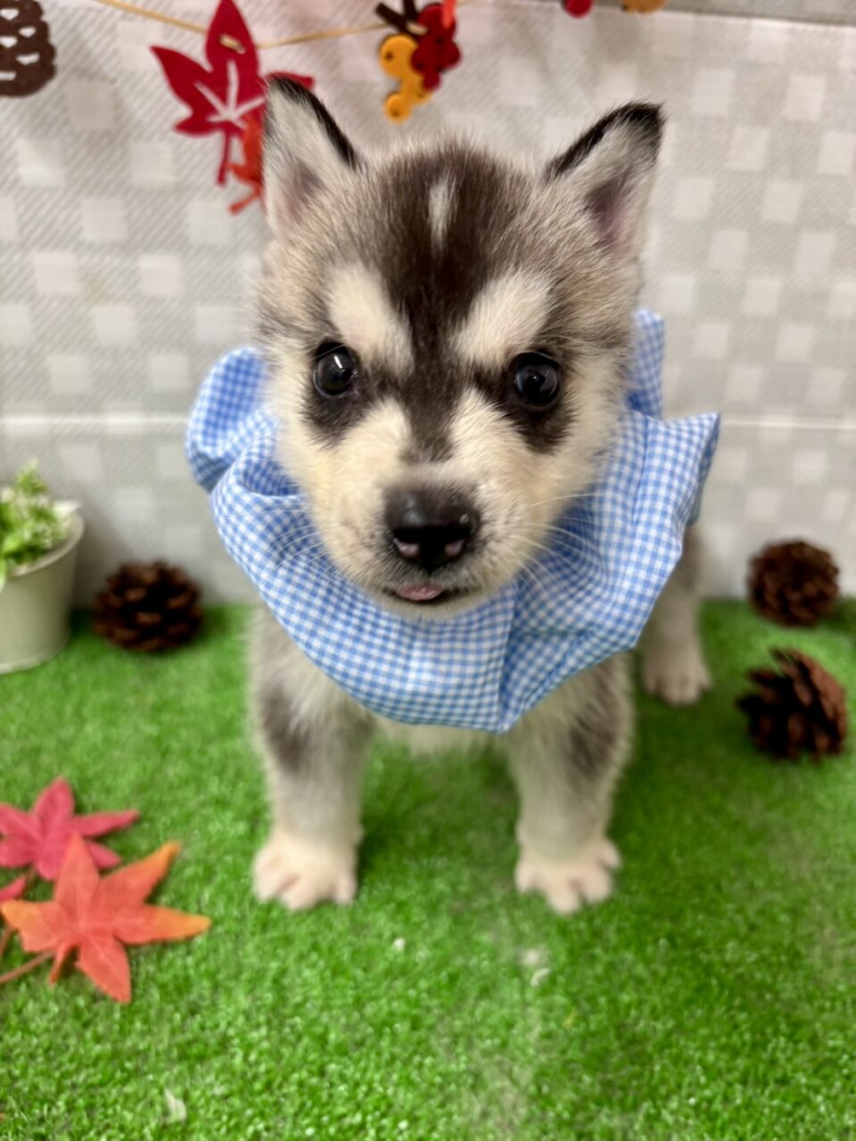 ハスキー