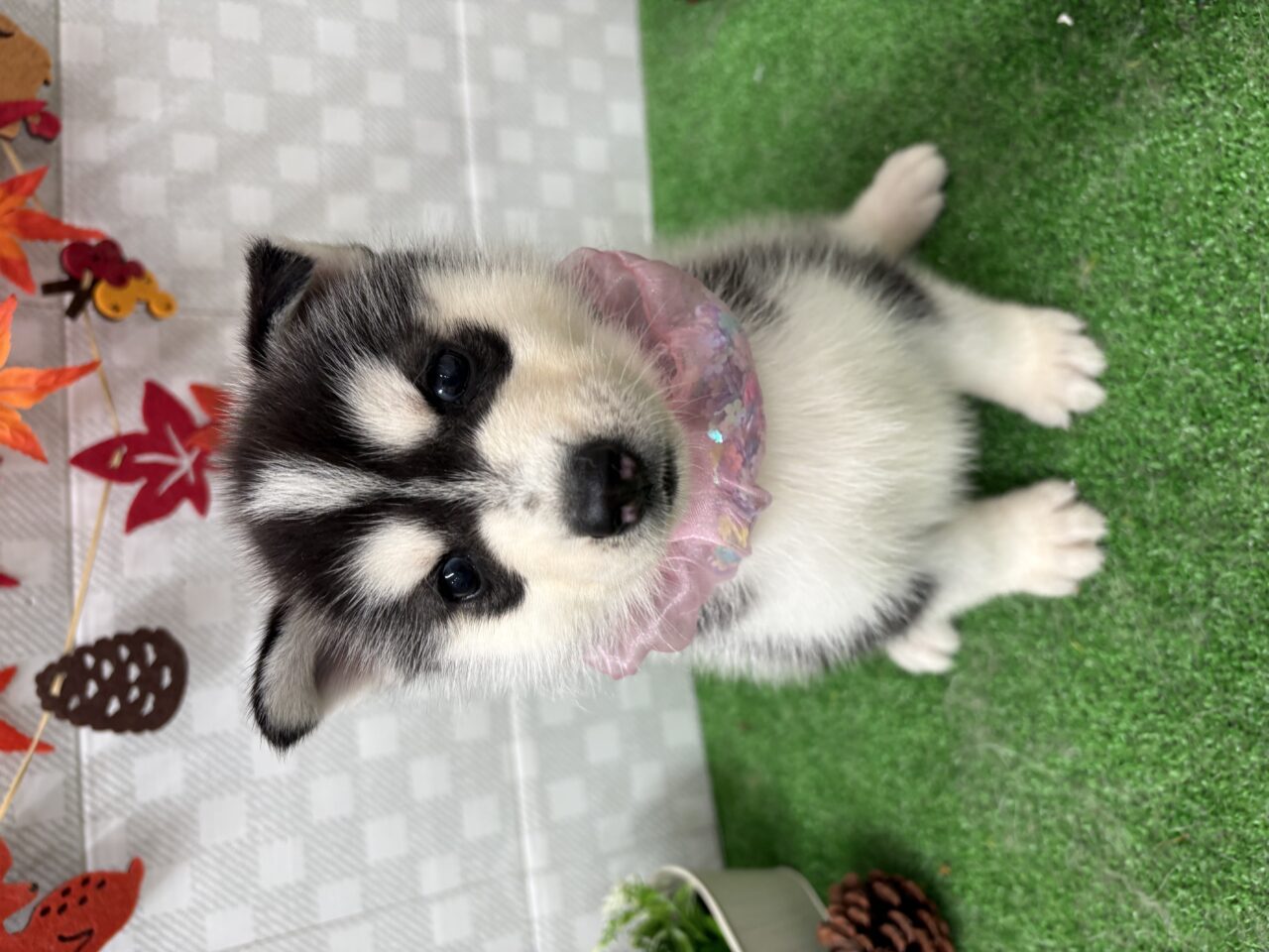 ハスキー