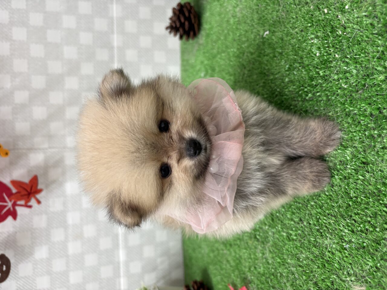 ポメラニアン