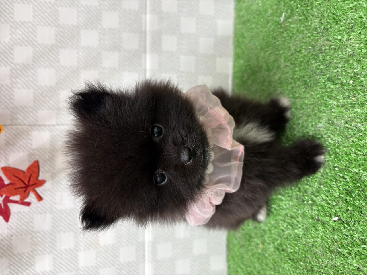 ポメラニアン