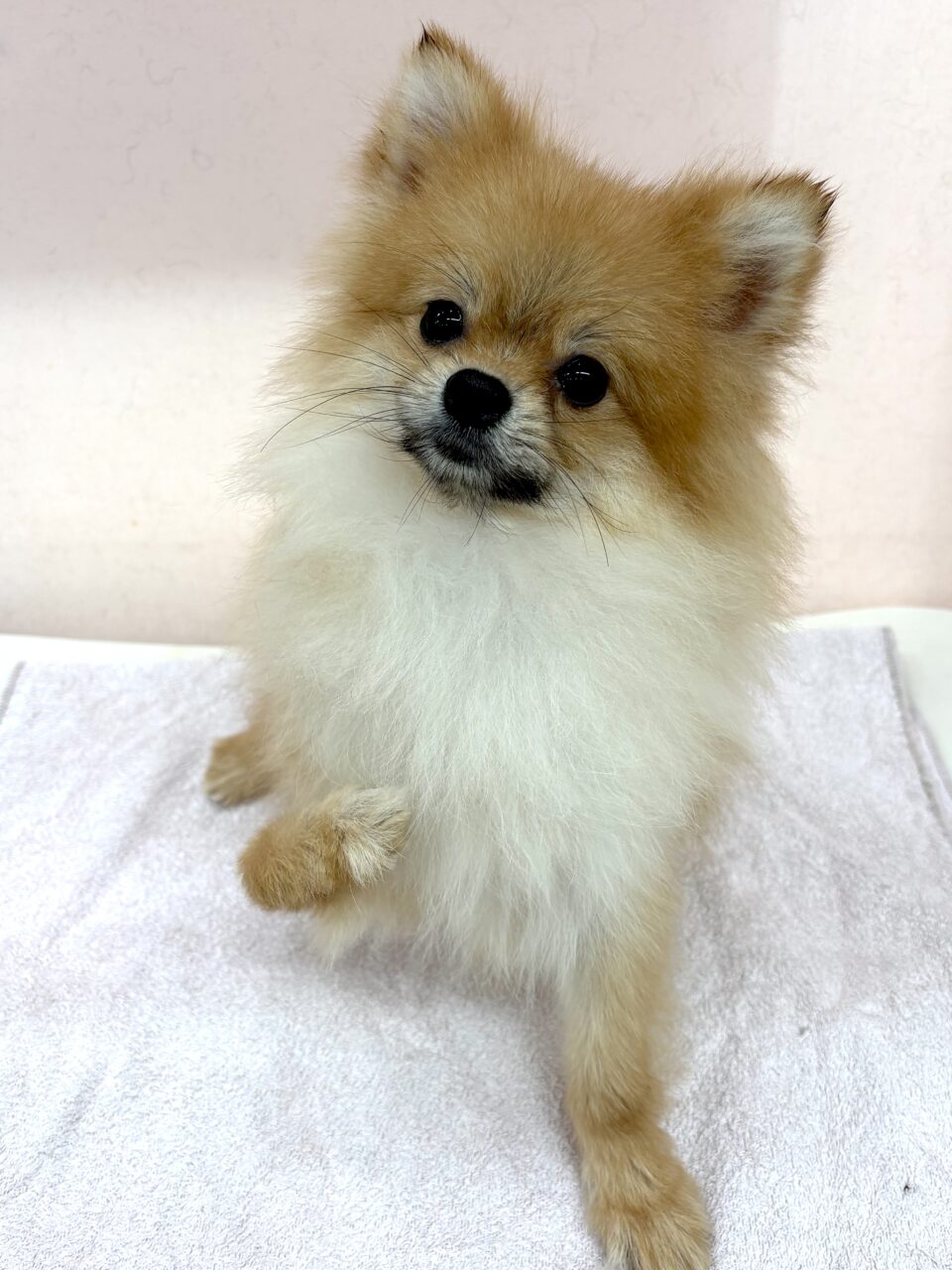 ポメラニアン